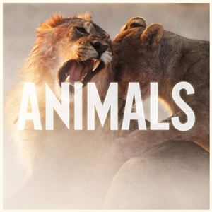 Animals Ringtone Download Free Animals Ringtone Download Free