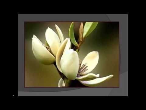 Magnolia రింగ్టోన్ డౌన్లోడ్ ఉచితం Magnolia రింగ్టోన్ డౌన్లోడ్ ఉచితం