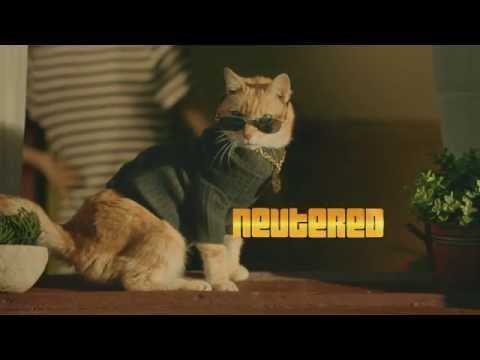Kill The Cat Vyzvánění ke stažení zdarma Kill The Cat Vyzvánění ke stažení zdarma