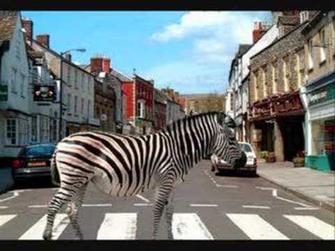 Zebras Crossing The Street Vyzvánění ke stažení zdarma Zebras Crossing The Street Vyzvánění ke stažení zdarma