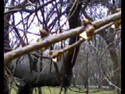 Theme From Paradise آهنگ زنگ دانلود رایگان Theme From Paradise آهنگ زنگ دانلود رایگان