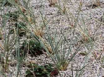 Grass آهنگ زنگ دانلود رایگان Grass آهنگ زنگ دانلود رایگان