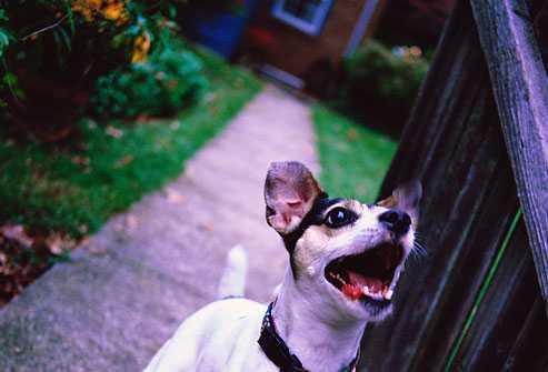 Bite Before You Bark Ringtone Muat turun Percuma Bite Before You Bark Ringtone Muat turun Percuma