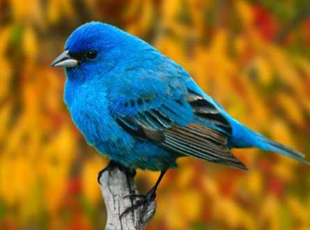 Strange Birds రింగ్టోన్ డౌన్లోడ్ ఉచితం Strange Birds రింగ్టోన్ డౌన్లోడ్ ఉచితం