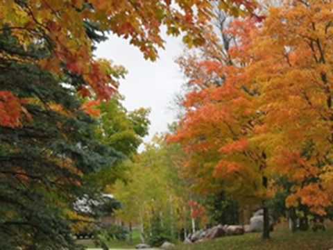 Les Feuilles Mortes Ringtone Download Free Les Feuilles Mortes Ringtone Download Free