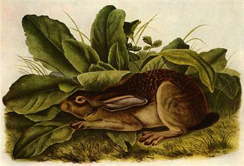 AUDUBON Vyzvánění ke stažení zdarma AUDUBON Vyzvánění ke stažení zdarma