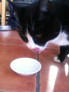 Coco-Cat-Love آهنگ زنگ دانلود رایگان Coco-Cat-Love آهنگ زنگ دانلود رایگان