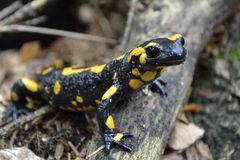 Salamandra's Dreams Ringtone Download Free Salamandra's Dreams Ringtone Download Free