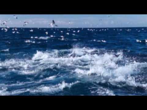 Le Vent Le Cri Ringtone Download Free Le Vent Le Cri Ringtone Download Free