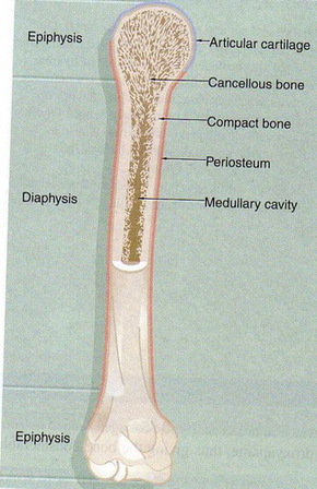 7. BurnItDown Рингтоне Довнлоад Бесплатно
