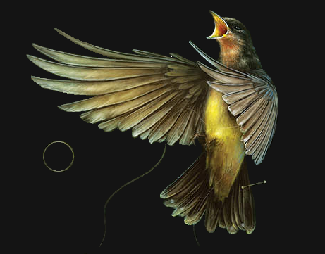 Birds Zil sesi İndir Bedava Birds Zil sesi İndir Bedava
