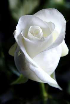White Rose آهنگ زنگ دانلود رایگان