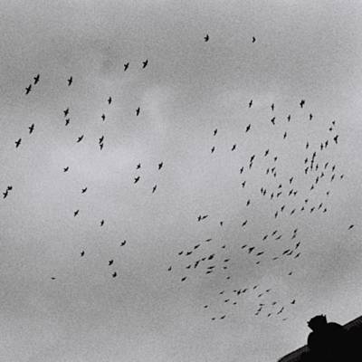 Birds Ringtone Δωρεάν Λήψη Birds Ringtone Δωρεάν Λήψη