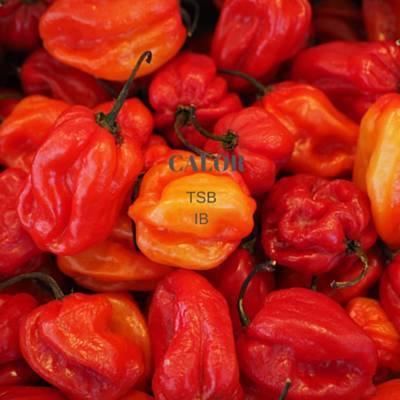 Calor రింగ్టోన్ డౌన్లోడ్ ఉచితం Calor రింగ్టోన్ డౌన్లోడ్ ఉచితం