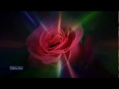 The Rose Dzwonek Pobierz za darmo The Rose Dzwonek Pobierz za darmo