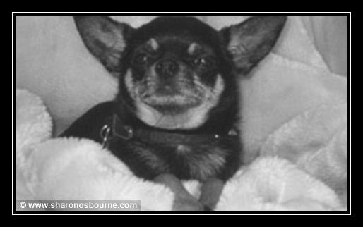 Black Dog Klingelton kostenlos herunterladen Black Dog Klingelton kostenlos herunterladen