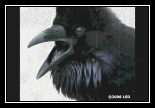 The Raven Ringtone Download Free The Raven Ringtone Download Free