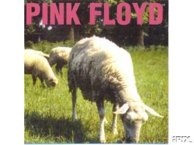 Sheep Ringtone Download Free Sheep Ringtone Download Free