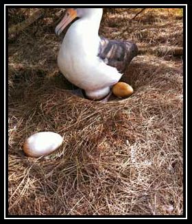 The Bird Zil sesi İndir Bedava The Bird Zil sesi İndir Bedava