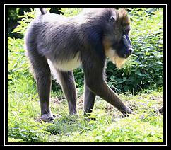 Mandrill آهنگ زنگ دانلود رایگان Mandrill آهنگ زنگ دانلود رایگان