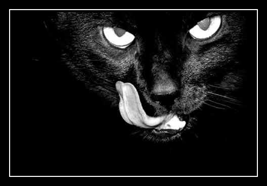 Black Cat Smile آهنگ زنگ دانلود رایگان