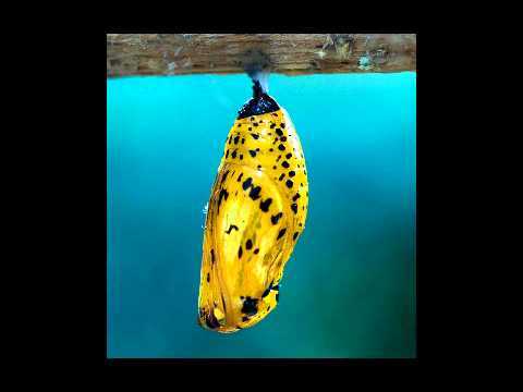 In My Cocoon (Original Mix) Descarregar gratis el to de trucada In My Cocoon (Original Mix) Descarregar gratis el to de trucada