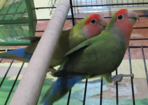 It Birds Birds Birds! آهنگ زنگ دانلود رایگان It Birds Birds Birds! آهنگ زنگ دانلود رایگان